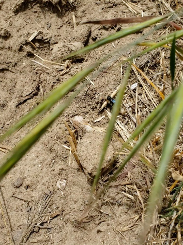 Blue mud wasp (Chalybio californicum) 🕷️

Check out what appears to be a blue mud wasp (Chalybio californicum) feeding its larvae seen by OVLC staff on San Antonio Creek. The blue mud wasp steals the burrows created by other species of mud wasps and