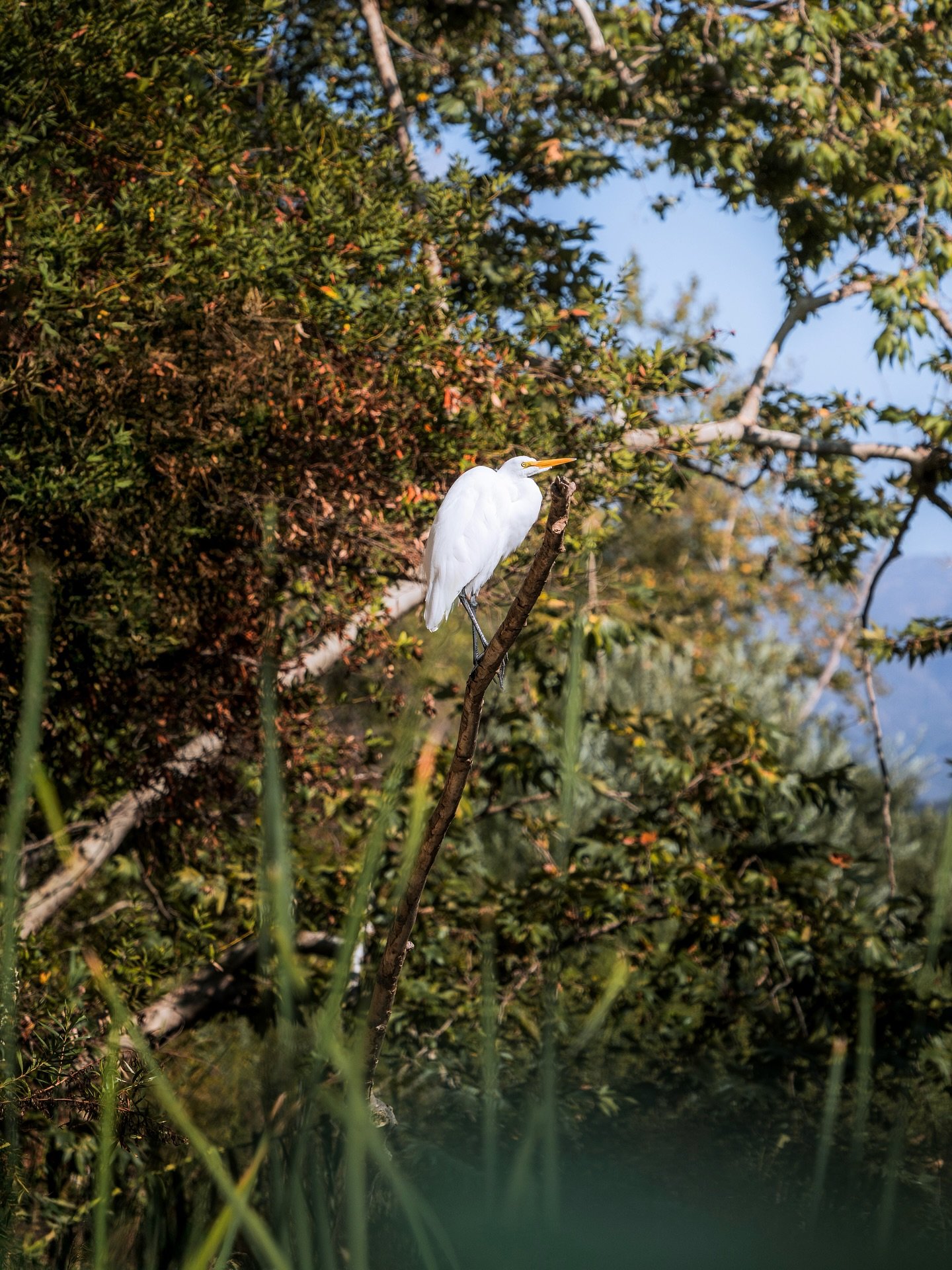 Poised and patient, the Great Egret (Ardea alba) waits for the right moment - still as a branch, eyes fixed on the water below. These elegant hunters are a familiar sight in Ojai&rsquo;s waterways, where they feed on invasive species like crawfish an